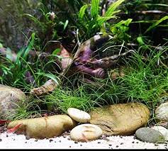 Image result for Eleocharis caduca