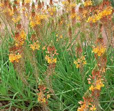 Image result for Bulbine asphodeloides
