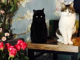 Jūs varat atrast sīkāku informāciju par the black cat cafe vietnē theblackcatcafe.business.site. The Five Best Cat Cafes From Around The World The Neighbor S Cat