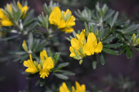 Image result for Genista