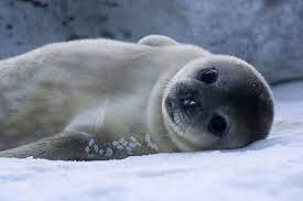 You Can Tell Canada To Stop The Cruel Killing Of Adorable Baby Seals