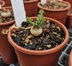 Image result for Euphorbia fanshawei