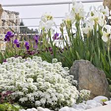Candytuft Seeds Iberis Sempervirens Ground Cover Seed Ground Cover Plants Ground Cover Perennial Ground Cover