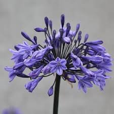 Image result for Agapanthus codii