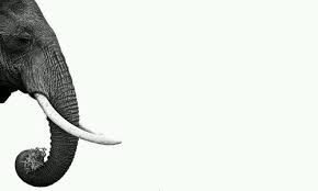 Black And White Elephant Pictures Elephant Black White Tablet Phone Background Afrika Fil Duvar Kagitlari Duvar