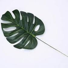 Jual Daun Monstera Tiruan Artificial Monstera Monstera Imitasi Cicurug Dian Olshop 88 Tokopedia