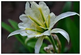 Image result for Ismene narcissiflora