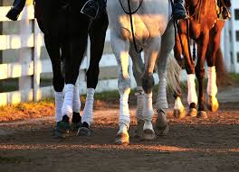 Other considerably smaller events, typically offered by other organizations, are held throughout the year. Fetlock Arthrodesis Advances Provide Options For Injured Horses