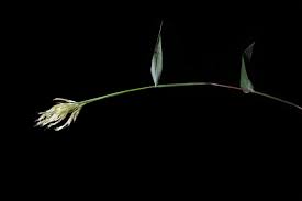 Image result for Ischaemum afrum