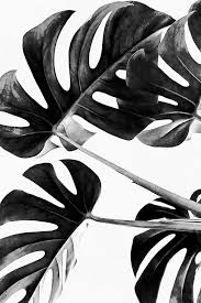 Small Black And White Canvas Prints Monstera Black And White 05 Art Print By Amini54 X Small In 2020 Black And White Black And White Aesthetic Tropical Art