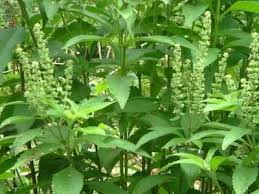Cha De Canela De Velho Beneficios E Maleficios Beneficios Do Alfavacao Plantas Medicinais Ervas Medicinais Chas Medicinais