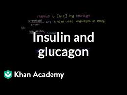 Glucagon was originally thought to be a contaminant that caused hyperglycemia found in pancreatic extracts in studies from 1923. Insulin And Glucagon Video Bioenergetics Khan Academy