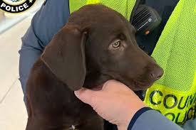Labrador Puppy Allegedly Abandoned at Pittsburgh International Airport by  Owner
