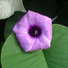 Image result for Argyreia nervosa