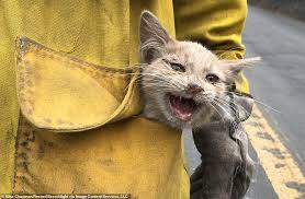 To get started, please click the pet's profile you are interested in, read the profile and then click the questionnaire at the bottom of the page to start your adoption process. Firefighters Rescue Scorched Kitten With Burnt Paws From Charred Debris Of California Fire Daily Mail Online