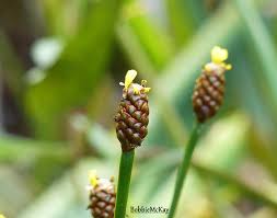 Image result for Xyris capillaris