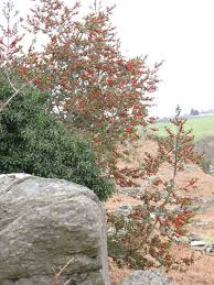 All bushes can be shipped to you at home. The Holly And The Ivy Wikipedia