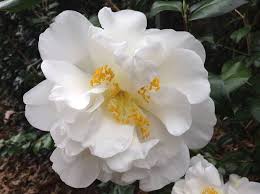Camellia Japonica Snowman Drought Resistant Grass Flowers Camellia