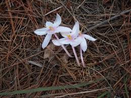 Image result for Gethyllis