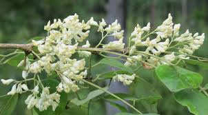 Image result for Dalbergia