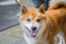 en guzel japonca kopek isimleri petzeek