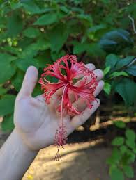 Image result for Hibiscus schizopetalus