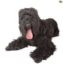 Check out our russian terrier selection for the very best in unique or custom, handmade pieces from our shops. Russian Black Terrier Dog Breed Facts Highlights Buying Advice Pets4homes