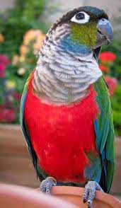 Maybe you would like to learn more about one of these? Pamperedpeeps Aviary Crimson Bellied Conure For Sale In Az Crimson Bellies For Sale In Az Quiet Conyers For Sale Conure Parrots Parrot Conure Bird