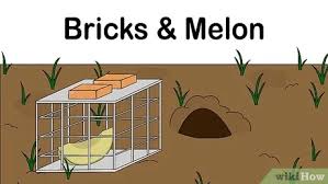 How do you avoid waking up one morning and finding a skunk in the live animal trap you set to catch a groundhog? 4 Ways To Get Rid Of Groundhogs Wikihow