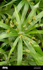 Image result for Cyperus dubius