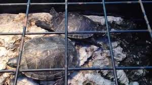 1542 x 2322 jpeg 1388 кб. Shopping At Petco For Mr Turtle The Red Eared Slider Youtube