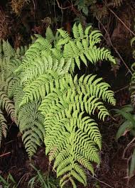 Image result for Dryopteris antarctica