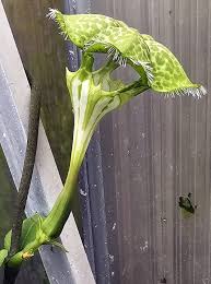 Image result for Ceropegia buchananii