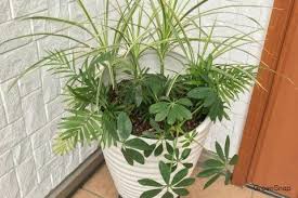 テーブルヤシの育て方 枯れる原因や植え替えの方法は horti ホルティ by greensnap 植え替え 観葉植物 培養土