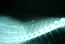 What is microchipping a cat. Microchip Implant Animal Wikipedia