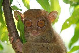 Prosimian Cool Pets Animals Primates