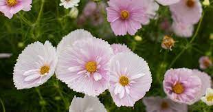 Pin On Flower Color Inspiration