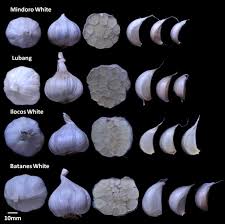 To crush a clove of garlic, place the clove on a chopping board. Bulb And Clove Characteristics Of Four Major Local Garlic Cultivars In Download Scientific Diagram