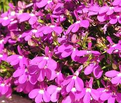 Maybe you would like to learn more about one of these? Lobelia Rosamond Lobelia Erinus Seeds