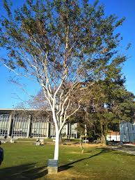 Image result for Caesalpinia ferrea