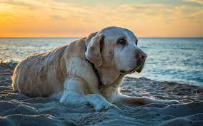 Ask The Vet Why Do Dogs Have Short Life Spans Sunset Veterinary Clinic