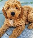 Cocker Spaniel vs Poodle » Complete Breed Comparison