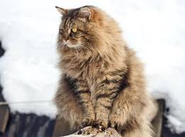 Evde Beslemek Icin En Uygun Kedi Turleri Eksi Seyler