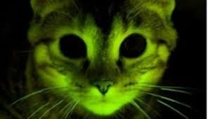 On the opposite end, a grade 3 tumor has a high risk of spreading, and therefore the outcome will logically be worse. The Glow In The Dark Kitty Science Smithsonian Magazine