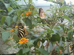 Schmetterlinge Im Vivarium Darmstadt Vivarium Zoo Schmetterling