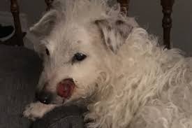 Fundraiser by Aline Sofianos : Zeus needs surgery