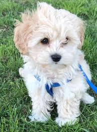 wir zuchten traumhaft susse havapoo american cockapoo poo doodle 1 500 4772 lambrechten willhaben susseste haustiere cockapoo hunderassen