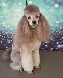 Rici Pet Kuafor Antalya Petstylists Doggrooming Groomingdog Doggroomer Antalyakuafor Petstylist Petstyle Antalyaturkey Anta Animals Pet Groomers Pets