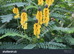 Image result for Senna didymobotrya