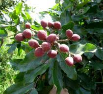 Image result for Maranthes